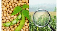 Bước khảo nghiệm cơ bản giá trị canh tác và sử dụng giống đậu tương