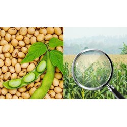 Bước khảo nghiệm cơ bản giá trị canh tác và sử dụng giống đậu tương