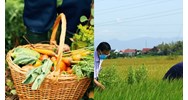 Mức phạt không duy trì điều kiện của tổ chức khảo nghiệm giống cây trồng