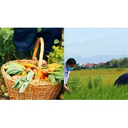 Mức phạt không duy trì điều kiện của tổ chức khảo nghiệm giống cây trồng