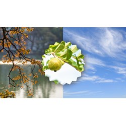 Phân tích cảm hứng thu sâu sắc và tinh tế của Hữu Thỉnh qua Sang thu