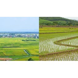 Hướng dẫn giải quyết về đòi lại ruộng đất như thế nào?