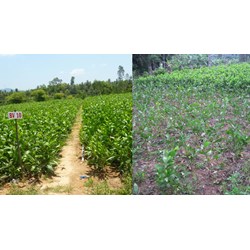 Trình tự cấp quyết định cây đầu dòng và vườn cây đầu dòng năm 2024
