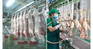 Cơ sở giết mổ tập trung phải cách đường quốc lộ bao nhiêu mét?