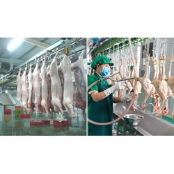 Cơ sở giết mổ tập trung phải cách đường quốc lộ bao nhiêu mét?
