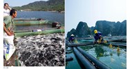 Xin giấy phép nuôi trồng thủy sản trên biển ở đâu?