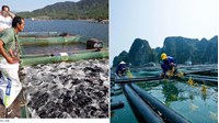 Xin giấy phép nuôi trồng thủy sản trên biển ở đâu?