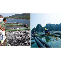 Xin giấy phép nuôi trồng thủy sản trên biển ở đâu?
