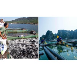 Xin giấy phép nuôi trồng thủy sản trên biển ở đâu?