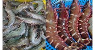 Yêu cầu về các chỉ tiêu kỹ thuật đối với tôm sú giống PL15