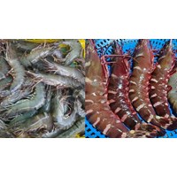 Yêu cầu về các chỉ tiêu kỹ thuật đối với tôm sú giống PL15