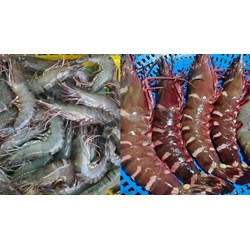 Yêu cầu về các chỉ tiêu kỹ thuật đối với tôm sú giống PL15