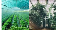 Ai được phê duyệt tổng hạn ngạch phát thải khí nhà kính hằng năm?