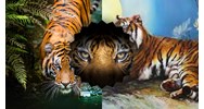 Phân tích hai khổ thơ đầu bài thơ Nhớ rừng chọn lọc hay nhất