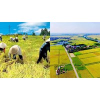 Có được chuyển nhượng đất nông nghiệp không theo Luật đất đai mới?