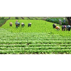 Xác định cá nhân trực tiếp sản xuất nông nghiệp là ai?