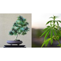 Truy cứu trách nhiệm hình sự người trồng ganja như thế nào?