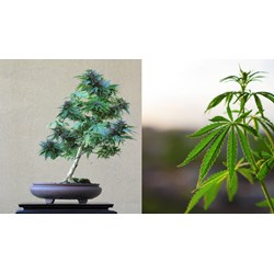 Truy cứu trách nhiệm hình sự người trồng ganja như thế nào?