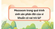 Mezoxom trong quá trình sinh sản phân đôi của vi khuẩn có vai trò là?