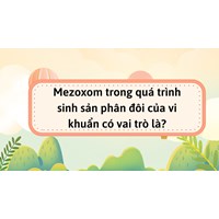Mezoxom trong quá trình sinh sản phân đôi của vi khuẩn có vai trò là?