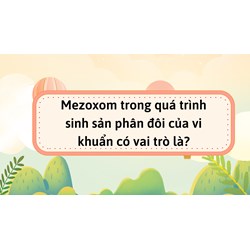 Mezoxom trong quá trình sinh sản phân đôi của vi khuẩn có vai trò là?