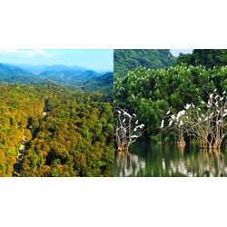 Phát triển giá trị đa dụng hệ sinh thái rừng đến 2030, tầm nhìn 2050