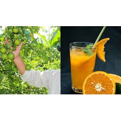 Quy định về độ đầy tối thiểu của cam quýt hộp như thế nào?