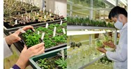 Mức phạt khi nhập khẩu giống cây trồng gây hại sức khỏe con người