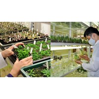 Mức phạt khi nhập khẩu giống cây trồng gây hại sức khỏe con người