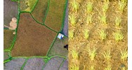 Dự án chuyển đổi đất trồng lúa, có cần đánh giá tác động môi trường?