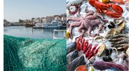 Quy hoạch hệ thống cảng cá phải hợp với chiến lược phát triển thủy sản?