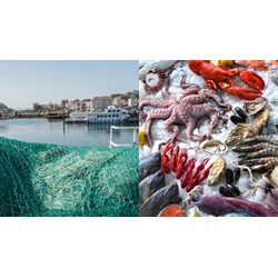 Quy hoạch hệ thống cảng cá phải hợp với chiến lược phát triển thủy sản?