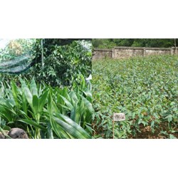 Yêu cầu cấp Quyết định công nhận cây đầu dòng có cần nộp lệ phí?