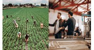Nội dung kế hoạch thu thập thông tin thị trường lao động như thế nào?