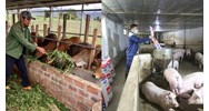 Hộ gia đình thực hiện hoạt động chăn nuôi có những quyền và nghĩa vụ gì?