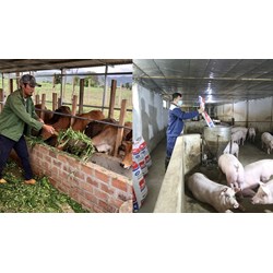 Hộ gia đình thực hiện hoạt động chăn nuôi có những quyền và nghĩa vụ gì?
