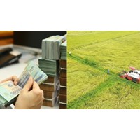 Hà Nội hướng dẫn về nộp tiền bảo vệ, phát triển đất trồng lúa