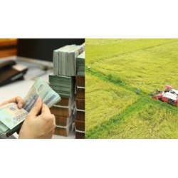 Hà Nội hướng dẫn về nộp tiền bảo vệ, phát triển đất trồng lúa