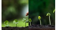 Quy định dữ liệu nguồn gen giống cây trồng lâm nghiệp thế nào?