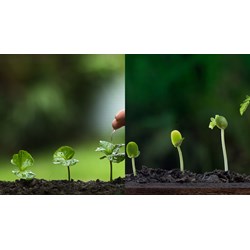 Quy định dữ liệu nguồn gen giống cây trồng lâm nghiệp thế nào?