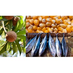 Đăng ký nhãn hiệu cho sản phẩm OCOP tại Thái Bình như thế nào?