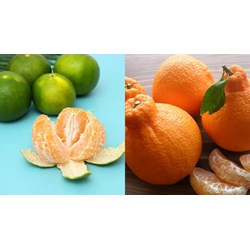 Các giống quýt thương phẩm được tiêu thụ dưới dạng quả tươi ra sao?