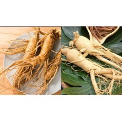 Sản phẩm nhân sâm được sử dụng làm thực phẩm hoặc thành phần thực phẩm