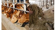 Kinh doanh sản xuất về thức ăn chăn nuôi cần đáp ứng điều kiện năm 2024?