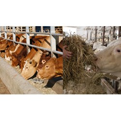 Kinh doanh sản xuất về thức ăn chăn nuôi cần đáp ứng điều kiện năm 2024?