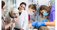 Cơ sở kiểm nghiệm thuốc thú y phải tách biệt với công trình công cộng?