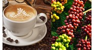Điều kiện lựa chọn địa điểm xây dựng cơ sở chế biến cà phê hòa tan