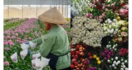 Hoa tươi xuất khẩu theo đường hàng không có phải thực hiện kiểm dịch