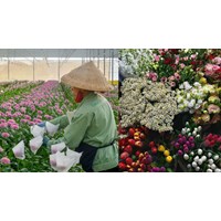 Hoa tươi xuất khẩu theo đường hàng không có phải thực hiện kiểm dịch