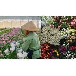 Hoa tươi xuất khẩu theo đường hàng không có phải thực hiện kiểm dịch